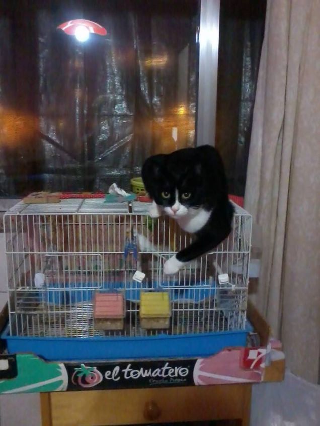 jhonny, bimba e pepa