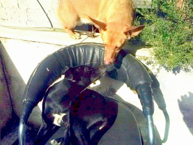 l'amore non ha razze!!!