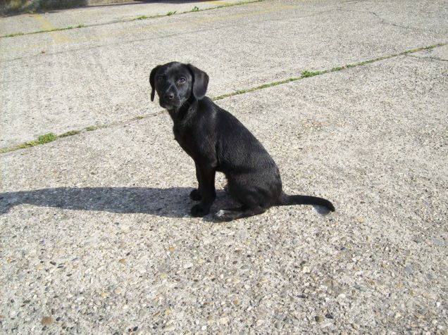 Cucciolotto pelosetto!!