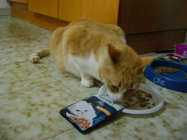 daisy e il suo gourmet 