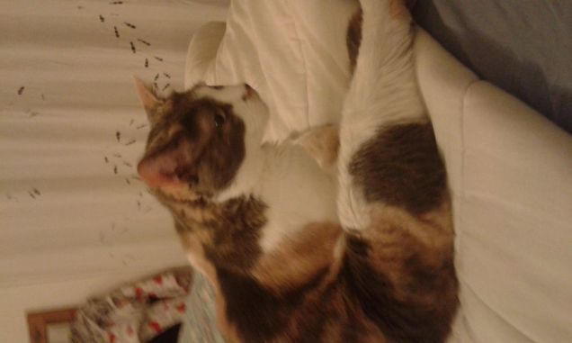 La chicca ora di relax