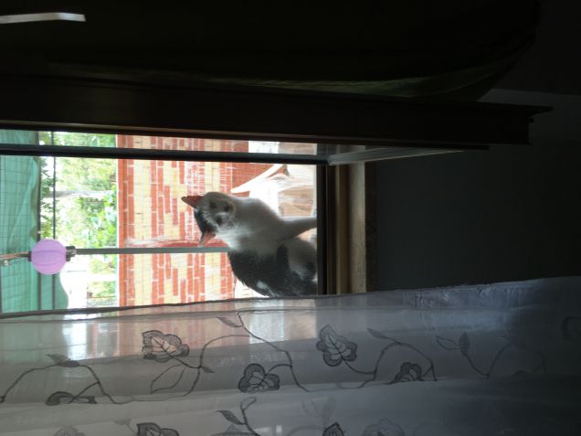 Principe alla finestra