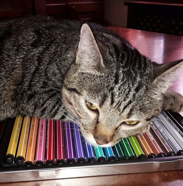 Con il pouf di friskies