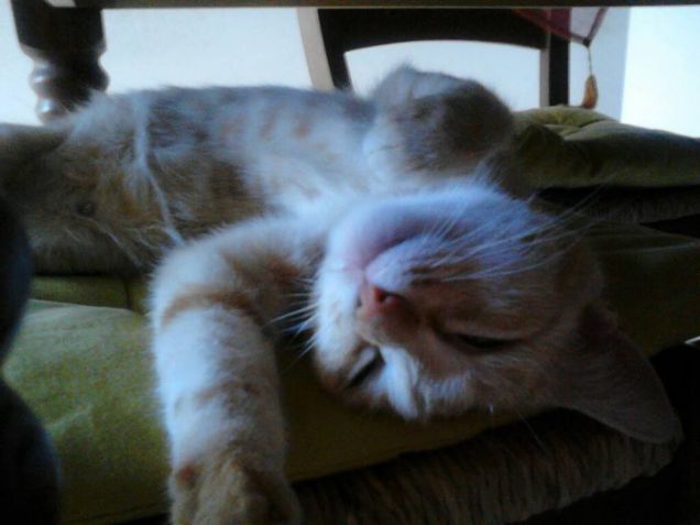 Miska che fa le fusa