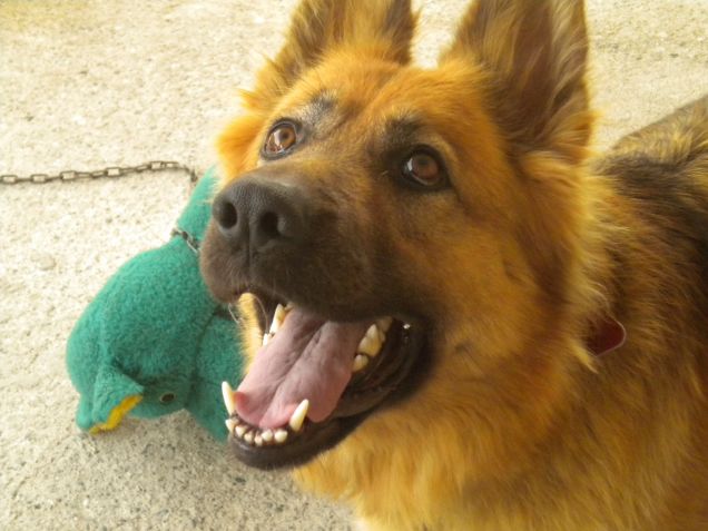 Sally aspetta il biscottino