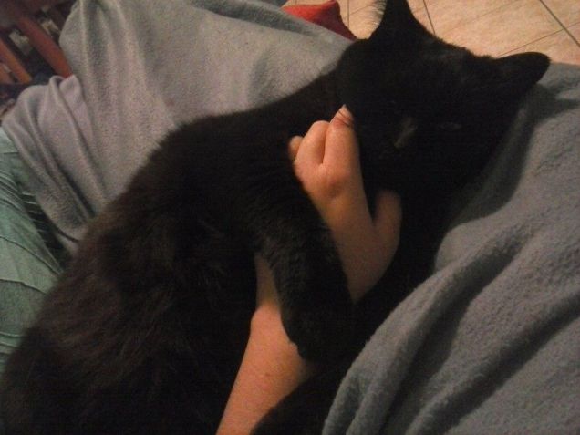 Coccole