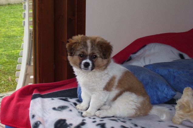 Bearny