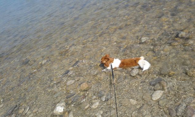 Io faccio il bagnetto al Piave!