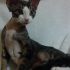 DEVON REX CERCA FIDANZATO