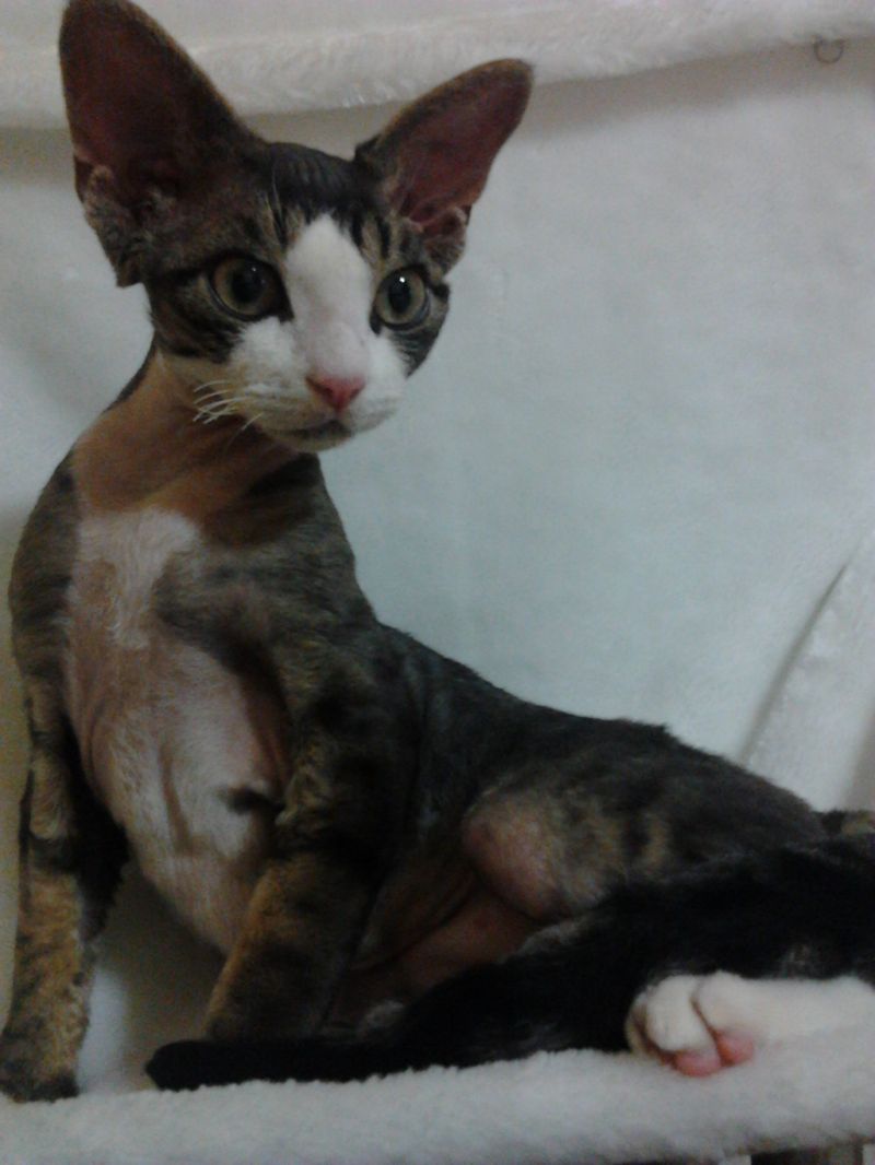 DEVON REX CERCA FIDANZATO
