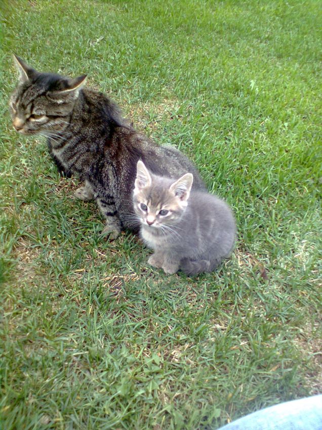 virgola e la sua mamma