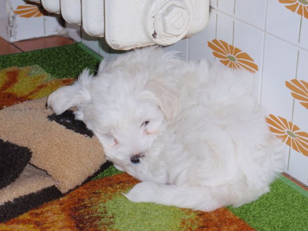 Il mio Pancake da cucciolo