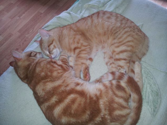 dolce dormire  Barone e Oliver