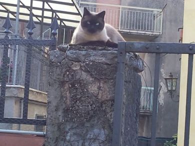 tigre