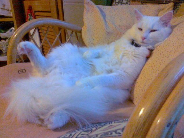 sua maestà Swami comoda in poltrona