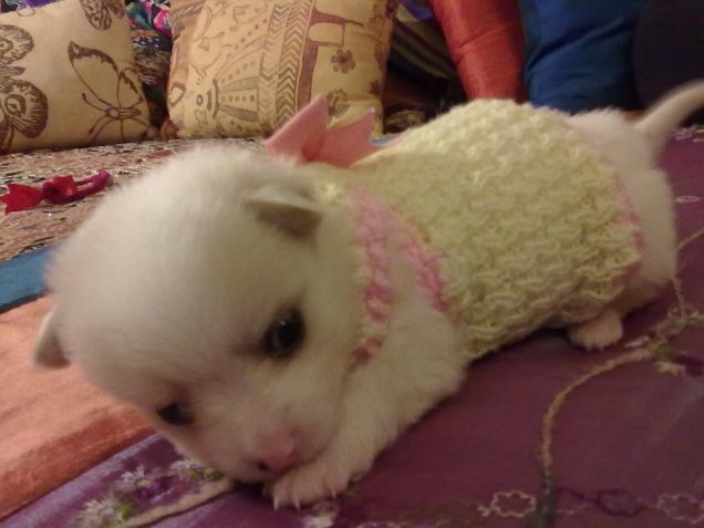 Tabitha appena adottata 