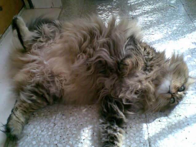 Pantoufle prende il sole in balcone