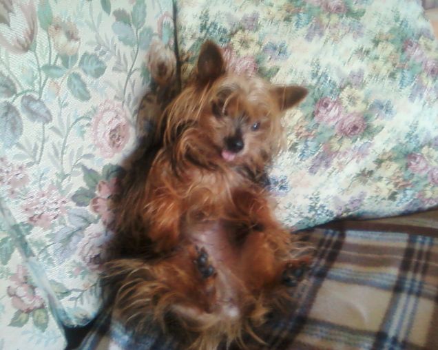 ecco il mio cucciolo