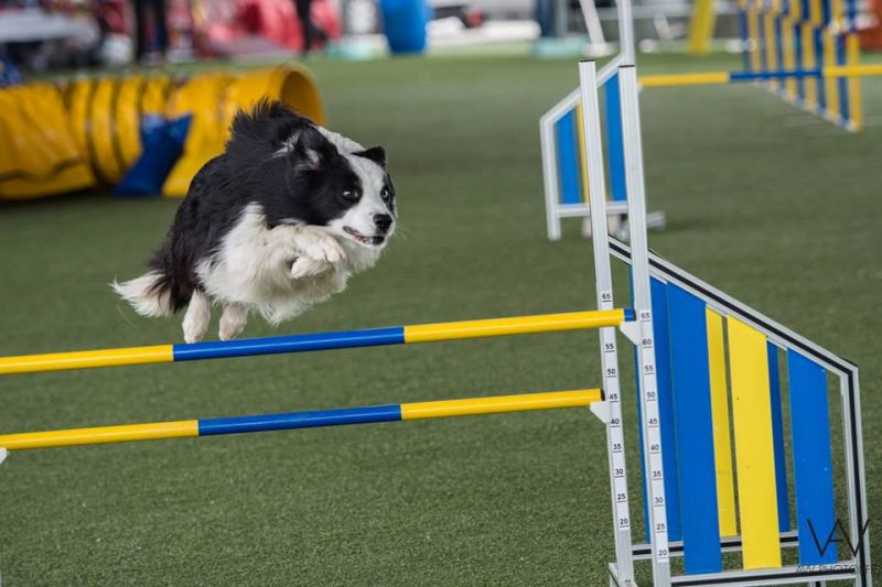 It Ag Ch border collie disponibile per monte