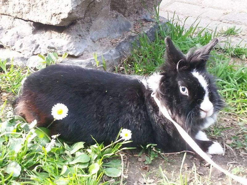 cucciola cerca compagno