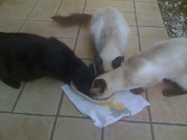 Aggiungi un posto a tavola