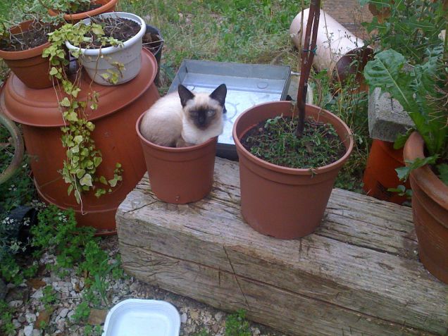 Cipolla apprendista fioraio