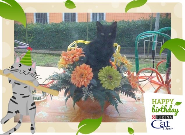 Il fiore tra i fiori