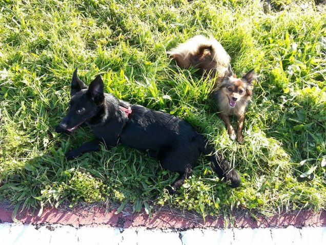 Zufy e Elly al parco