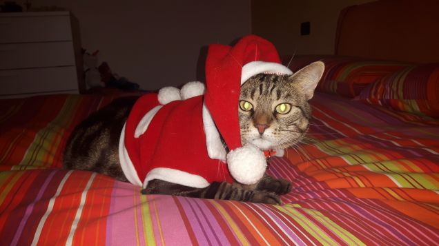 natale micioso