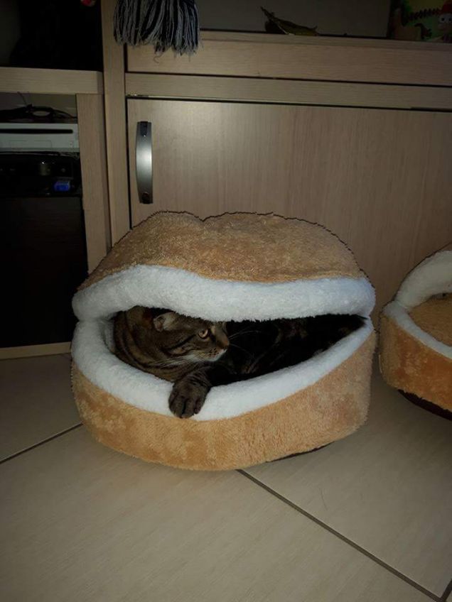 gatto burgher