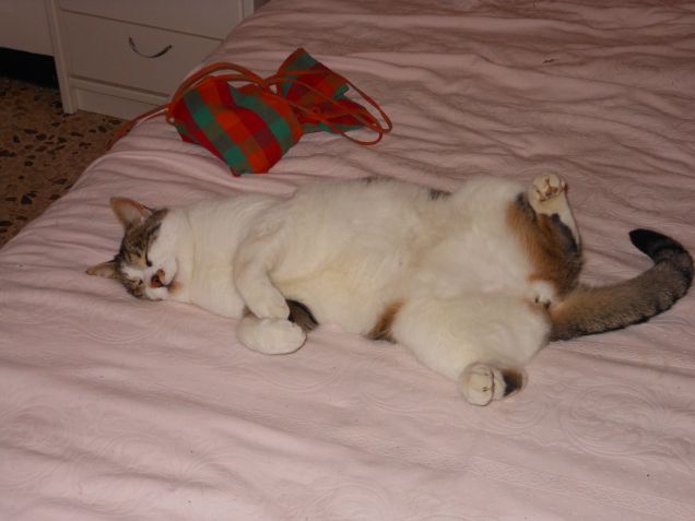 Zozzo ama dormire gambe all'aria su tutto ciò che è morbido