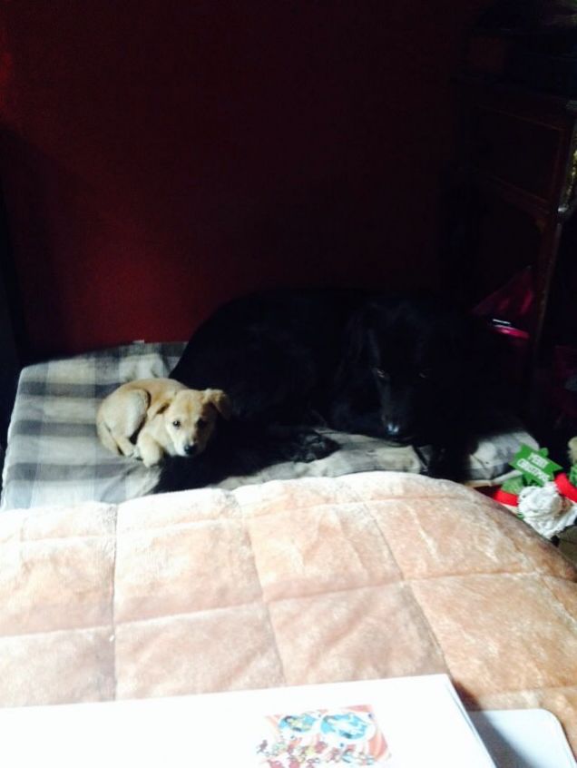 Il gigante nero e la piccolina bionda