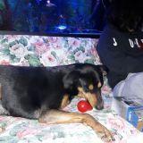 il mio amico Marley a Natale