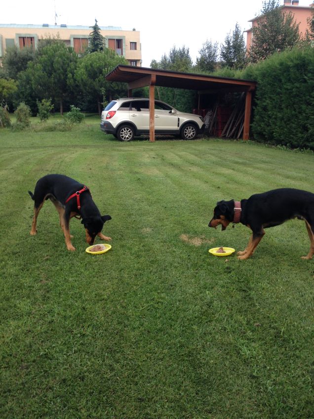 Auguri a Blaky e Marley