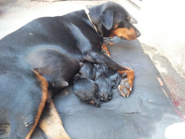 Mamma Sasha e i suoi 9 cuccioli