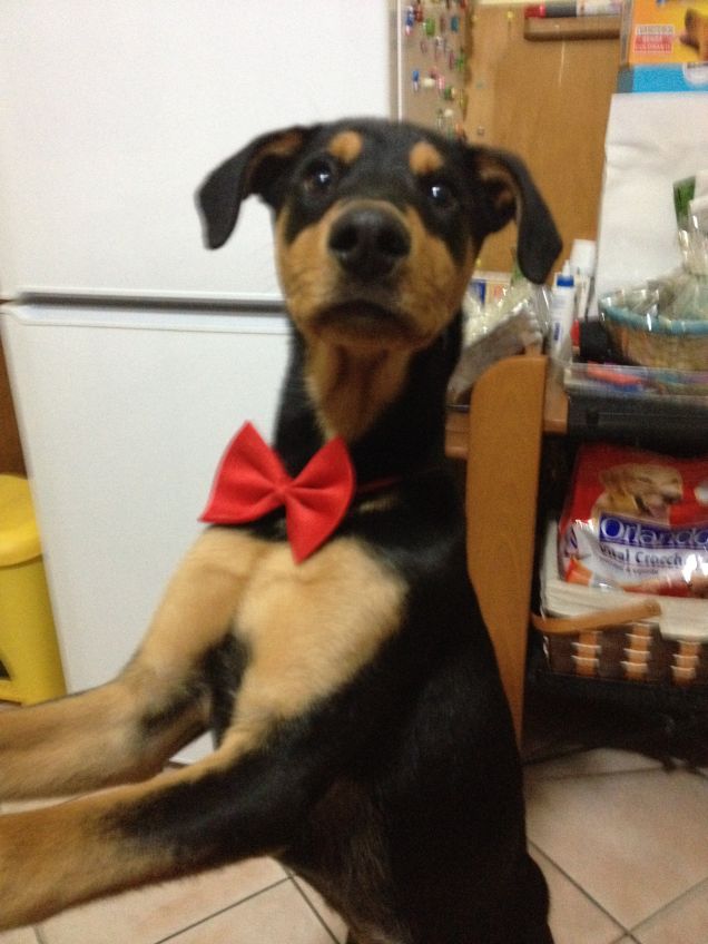 Elegantissimo per Natale