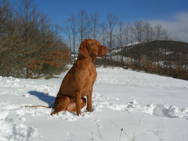Il senso di Ljuba per la neve