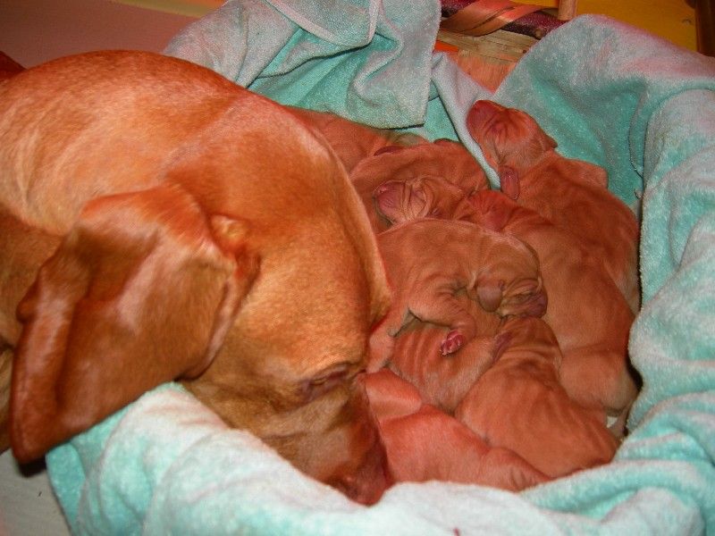 Cuccioli Magyar Vizsla Bracco Ungherese a pelo corto