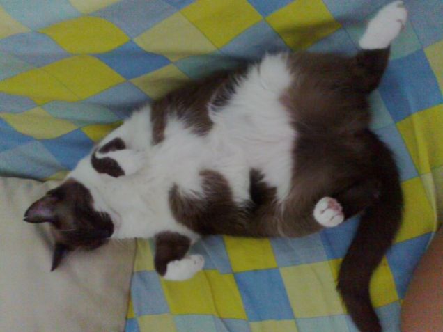 Lucci, la mamma....cicciona!