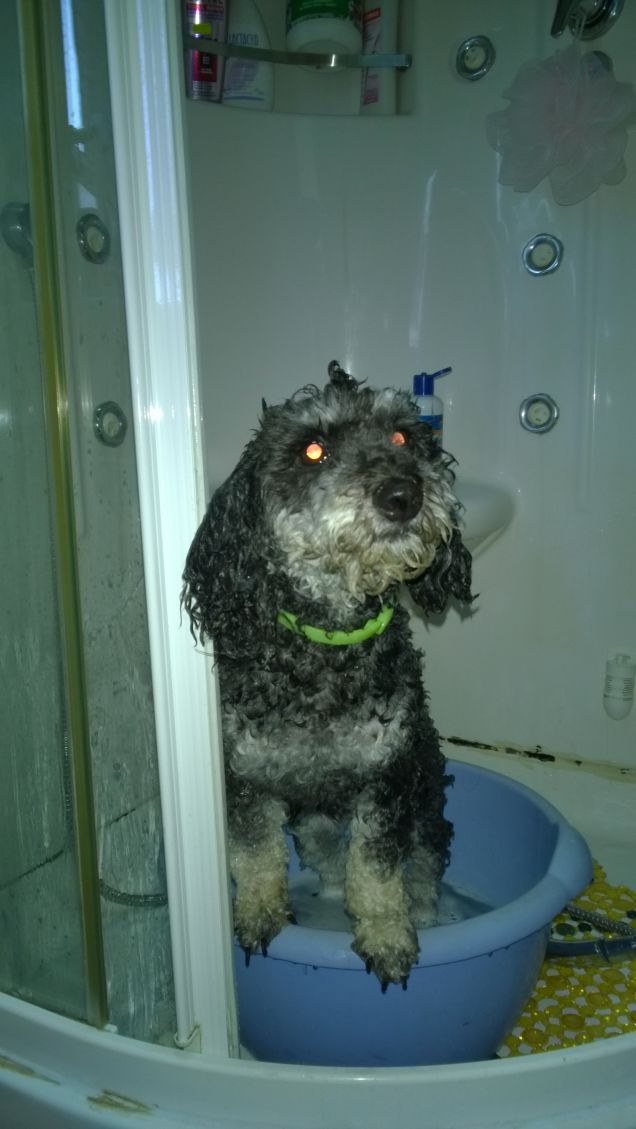 il bagnetto  in doccia 