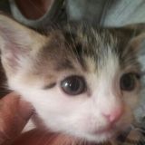Muffin 1 mese