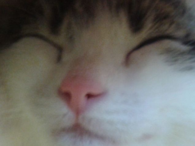 il mio cucciolo cresce