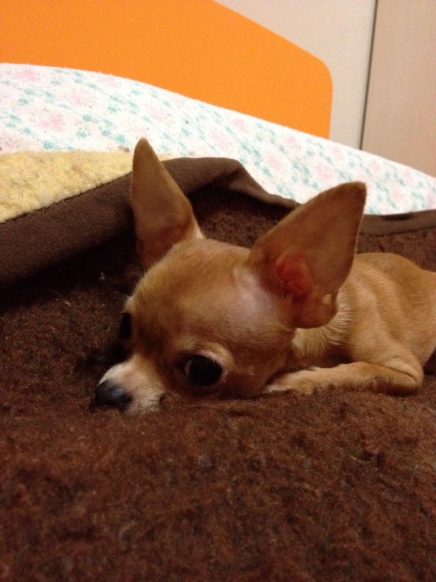 tra coperte e lenzuola