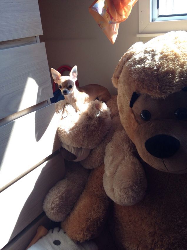 il nascondino, dove sarà Luna?