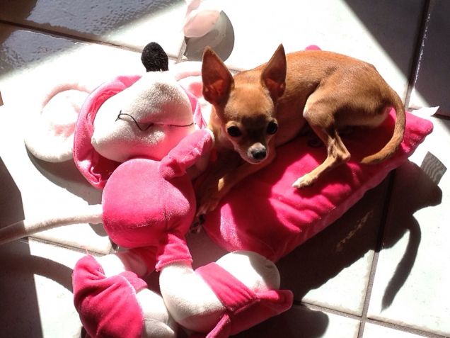 il suo topo preferito