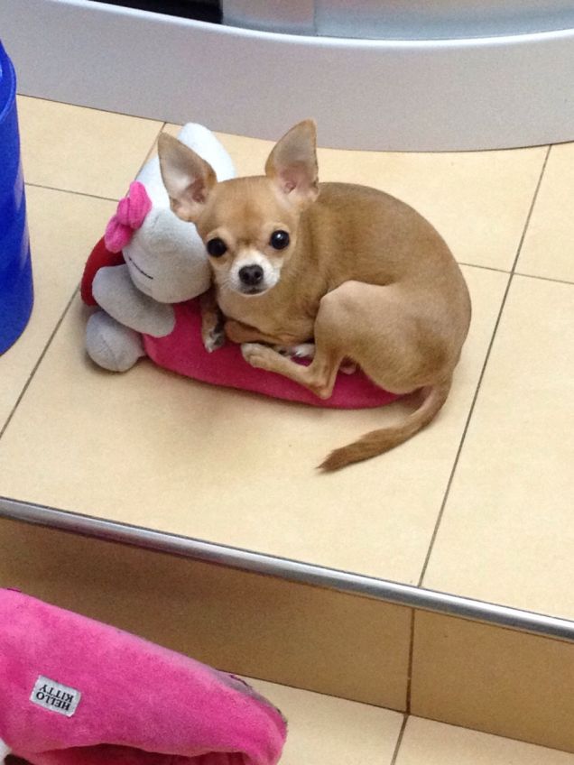 sulle pantofole della padroncina!