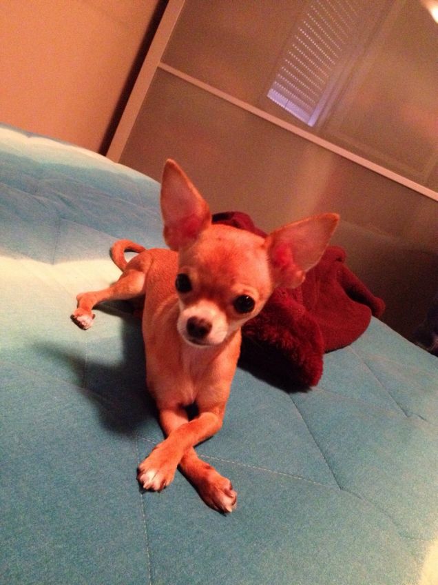 la sfinge sul letto della nonna!