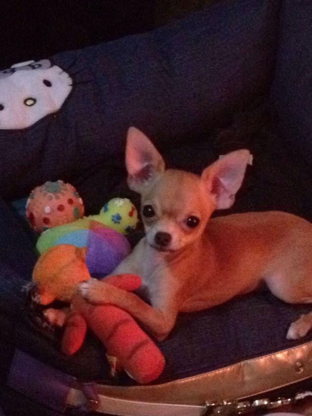 i suoi giochi preferiti