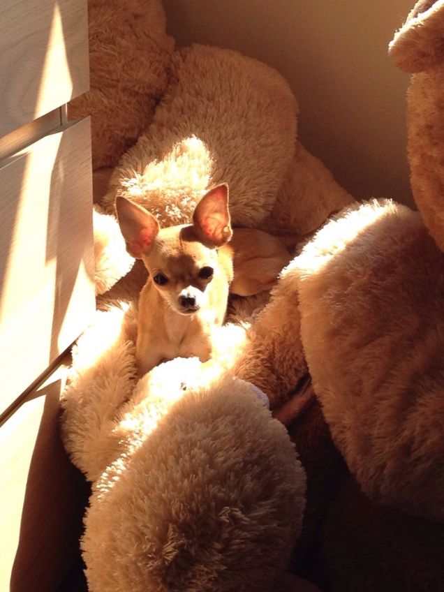 mimetizzata tra i peluche!