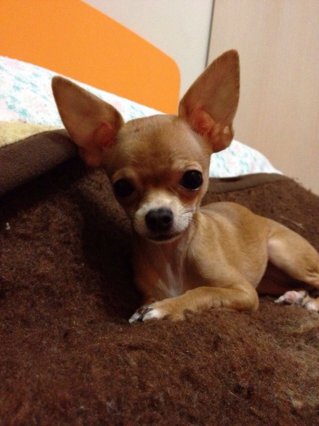 sulla sua calda coperta!